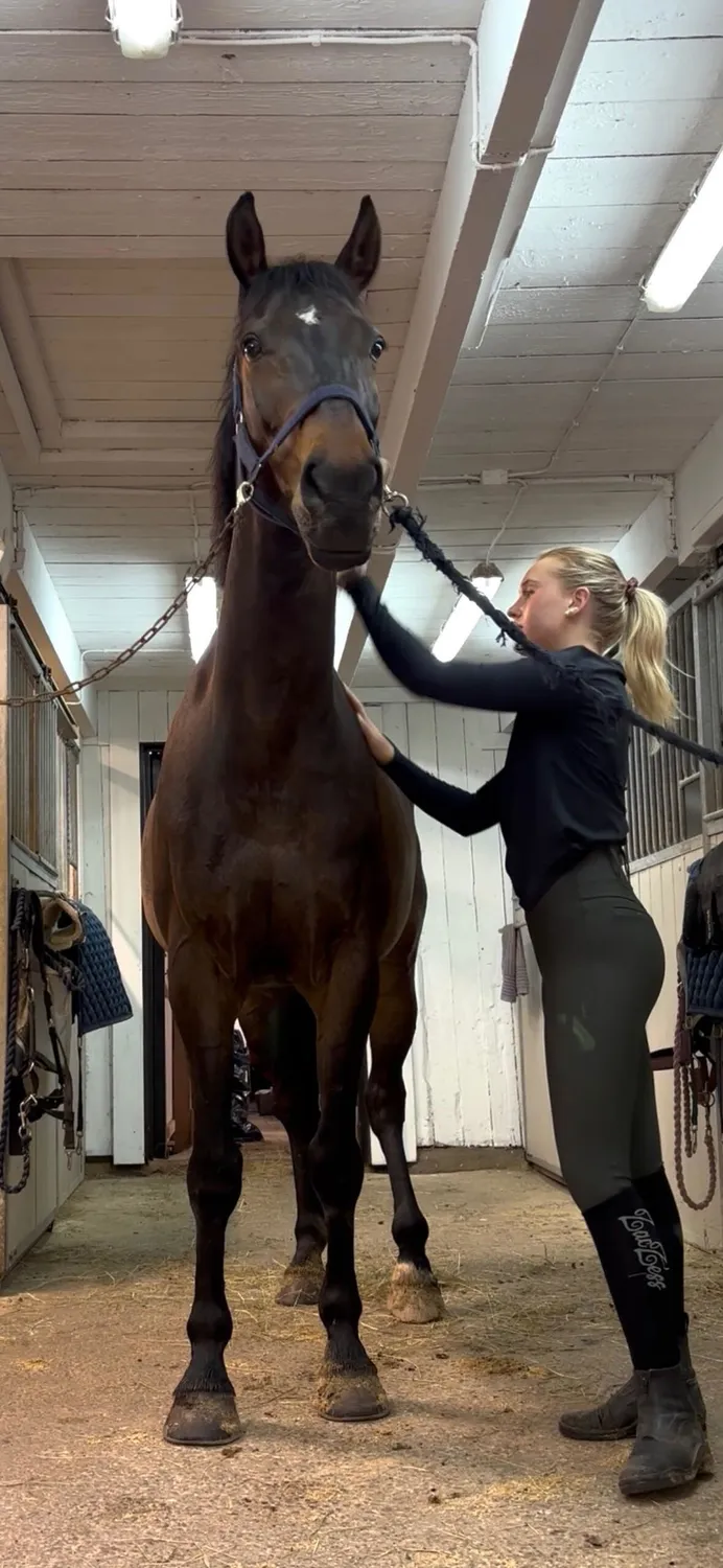 ZacZess London Pine Hybrid ridleggings YR junior