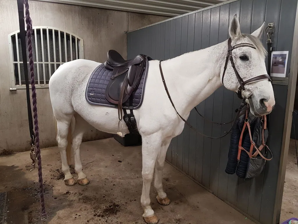 ZacZess Dressage Shadow Grey dressyrschabrak grå Full Quick Dry