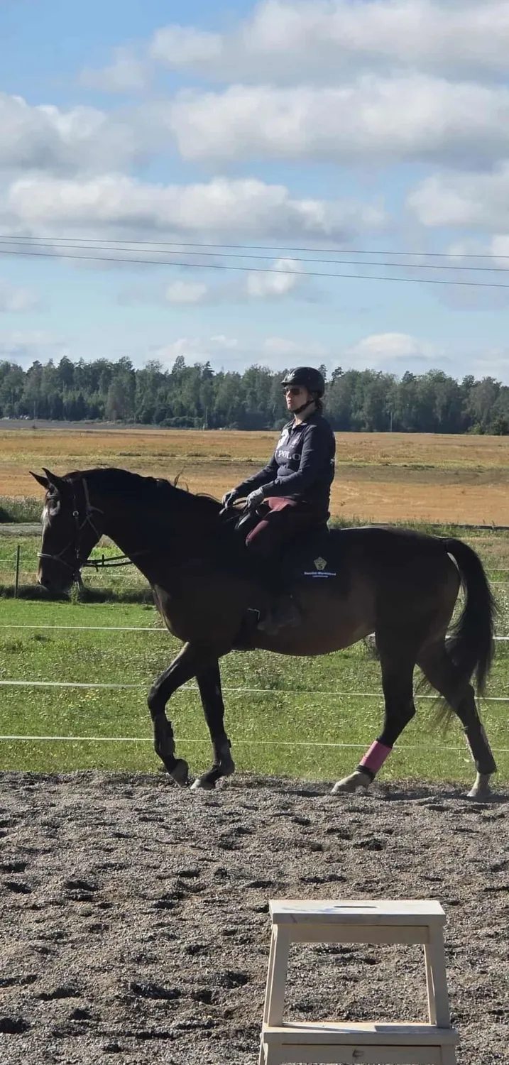 ZacZess London Pine Hybrid ridleggings YR junior