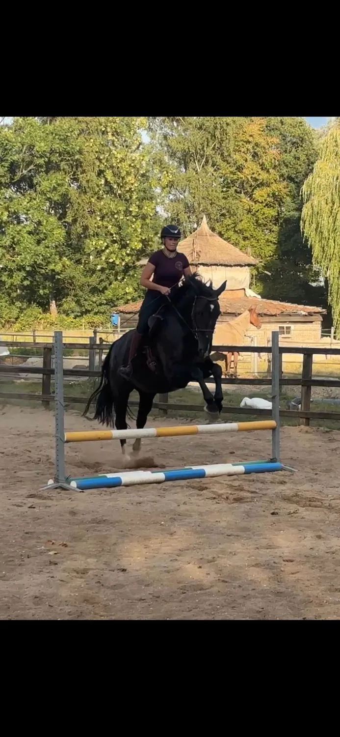 ZacZess London Pine Hybrid ridleggings YR junior
