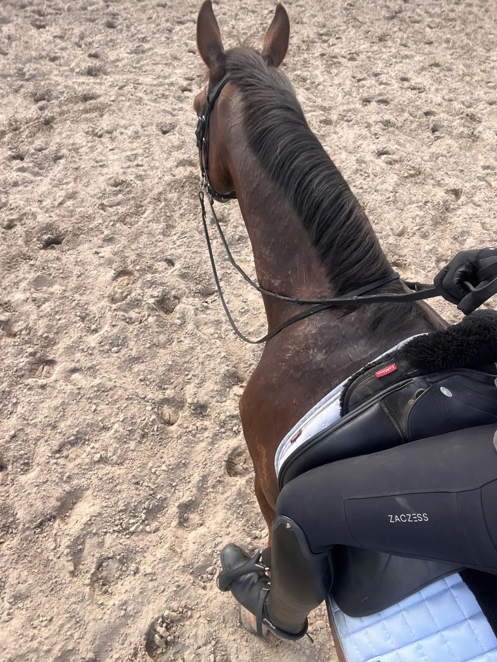 ZacZess Ohio Black ridleggings plus stora storlekar