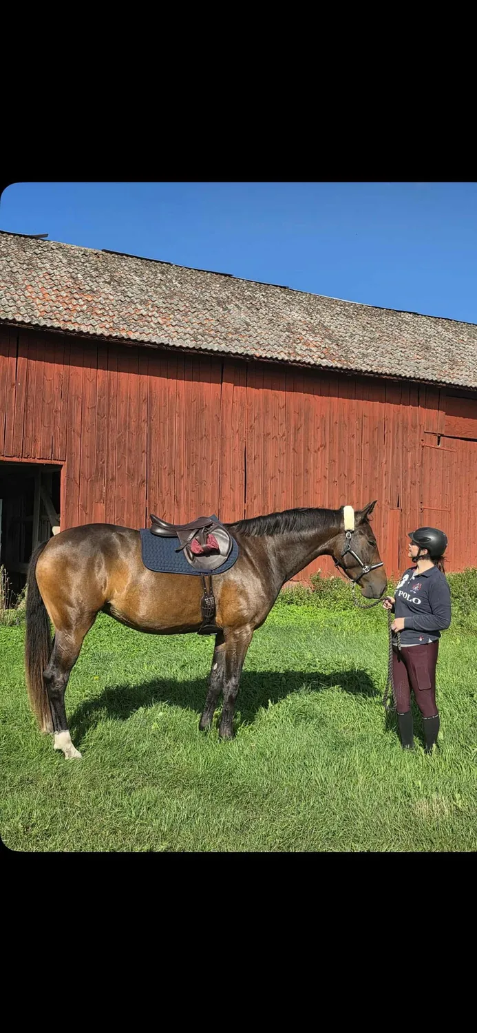 ZacZess London Pine Hybrid ridleggings YR junior